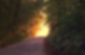 534866-evening-forest.jpg